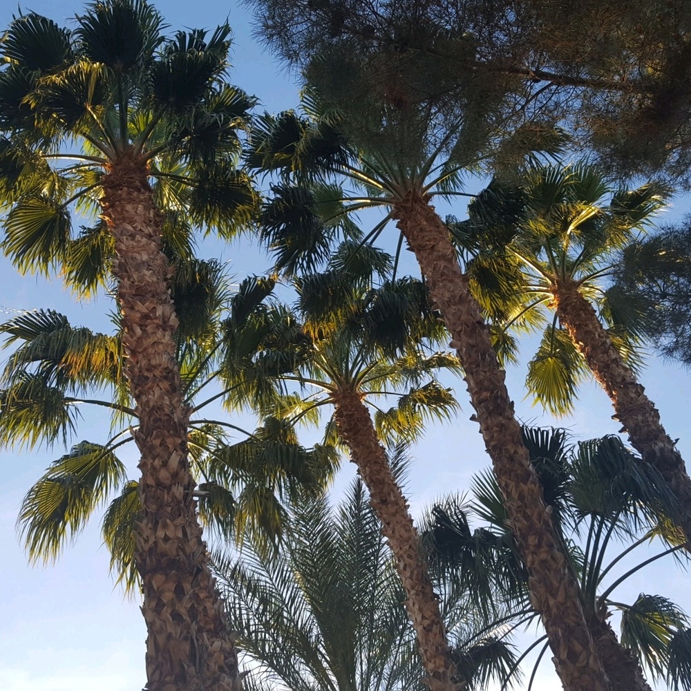 Meet your Posher, Rikki